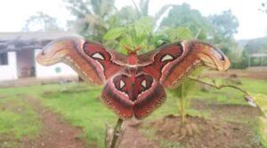 Read more about the article नेरूर येथे आढळला दुर्मीळ ॲटलंस माॅथ पतंग   