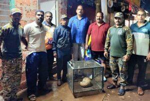 Read more about the article इन्सुली- खामदेव नाका येथे विहिरीत पडलेल्या खवले मांजराला जीवदान…
