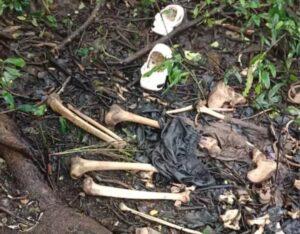 Read more about the article नांदोस येथील जंगलमय भागात आढळला सडलेला मृतदेह