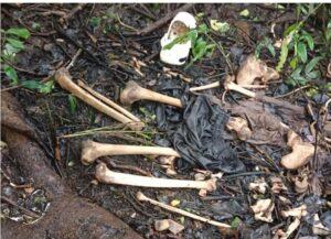 Read more about the article नांदोसच्या जंगलात पुर्ण सडलेल्या मृतादेहाची हाडे सापडली