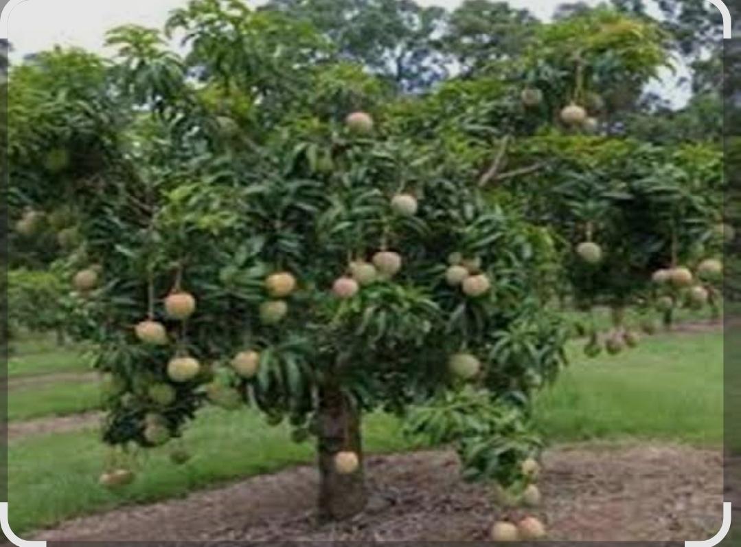 You are currently viewing देवगडमध्ये ३ जुलै रोजी शेतकऱ्यांचा आक्रोश मोर्चा…