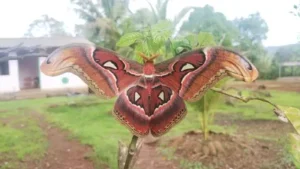 Read more about the article नेरूर येथे आढळला ॲटलंस माॅथ दुर्मिळ पतंग