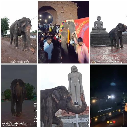 You are currently viewing कामेरीतील माधुरी हत्तीण अंबानी अभयारण्यात हलवली…