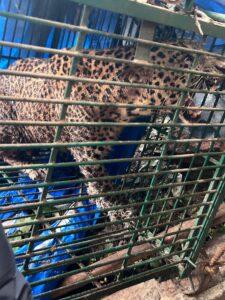 Read more about the article मळेवाड कोंडूरे येथील जेरबंद बिबट्याचा अखेर मृत्यू