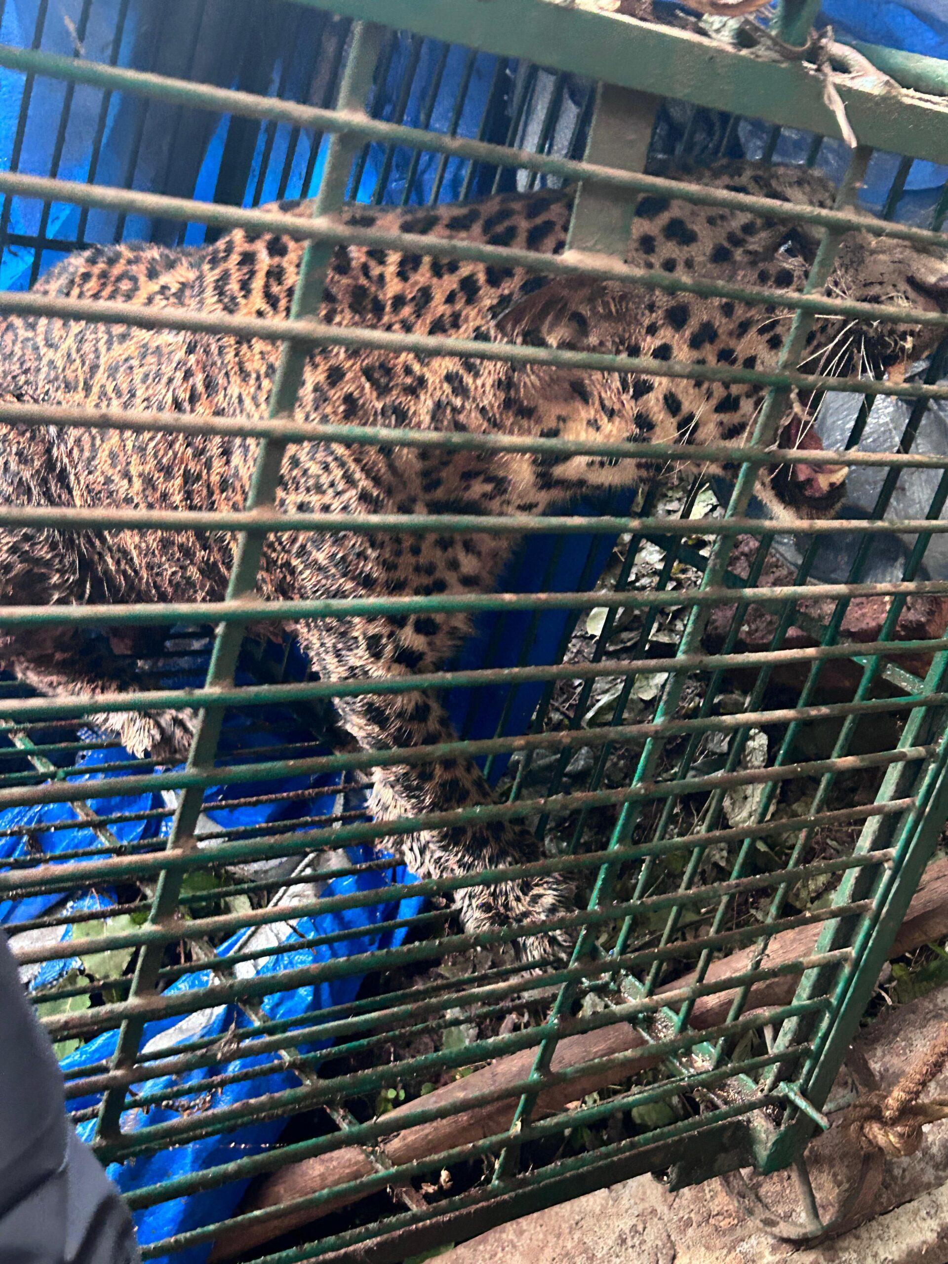 You are currently viewing मळेवाड कोंडूरे येथील जेरबंद बिबट्याचा अखेर मृत्यू