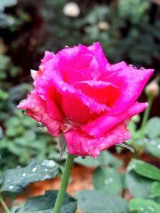 Read more about the article गुलाबस्तवन..!!