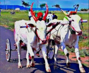 Read more about the article बैल जुपेल व्हता