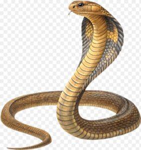 Read more about the article नागोबा