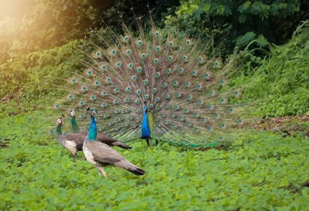 You are currently viewing थुईथुई थुईथुई…