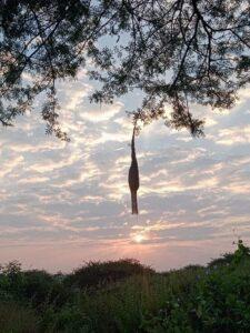 Read more about the article देखणा श्रावण मंगल श्रावण