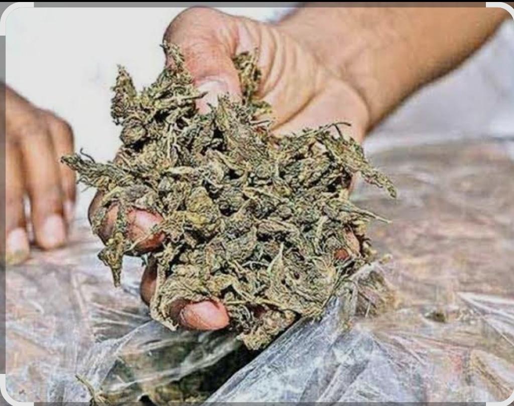 You are currently viewing सिंधुदुर्ग एलसीबीने टाकलेल्या छाप्यात देवघरातच लपवून ठेवलेला गांजा जप्त; एकावर गुन्हा दाखल