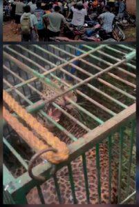 Read more about the article अथक प्रयत्नानंतर अखेर बिबट्या जेरबंद…