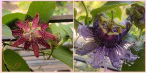 Read more about the article कृष्णकमल