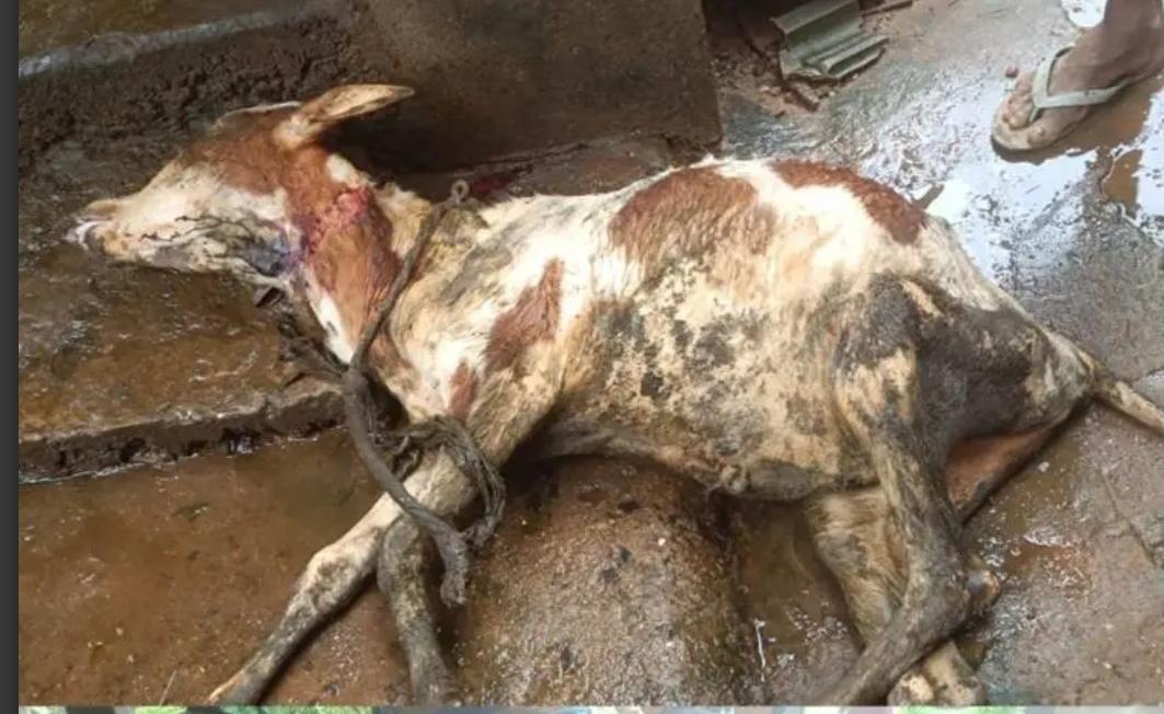 You are currently viewing आरोंदा रेडकरवाडी येथे बिबट्याच्या हल्यात वासराचा मृत्यू