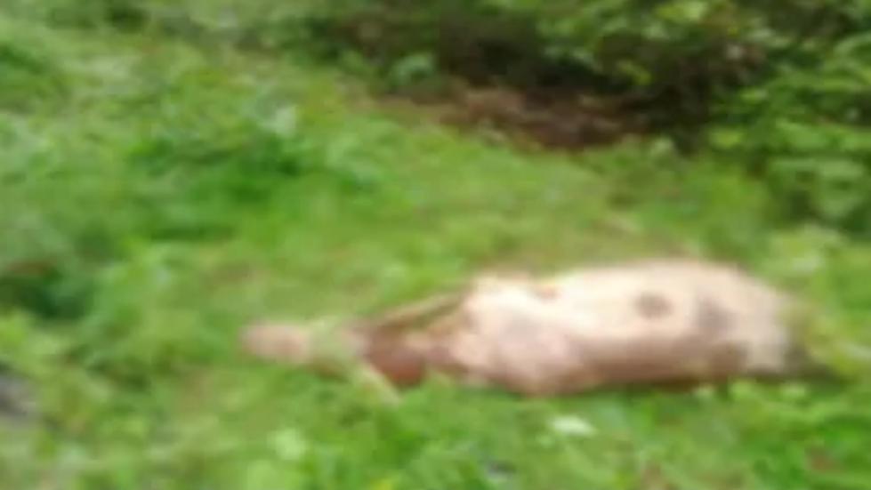 You are currently viewing कोनशी – असनिये सीमेवरील जंगलात पट्टेरी वाघाचा हल्ला; आणखी एक गाय ठार