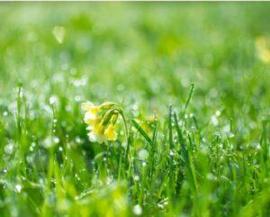 Read more about the article “श्रावण महिमा”