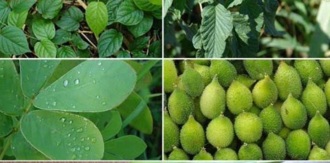 You are currently viewing पावसाळी रानभाज्या