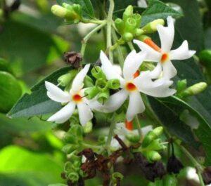 Read more about the article प्राजक्तगंध