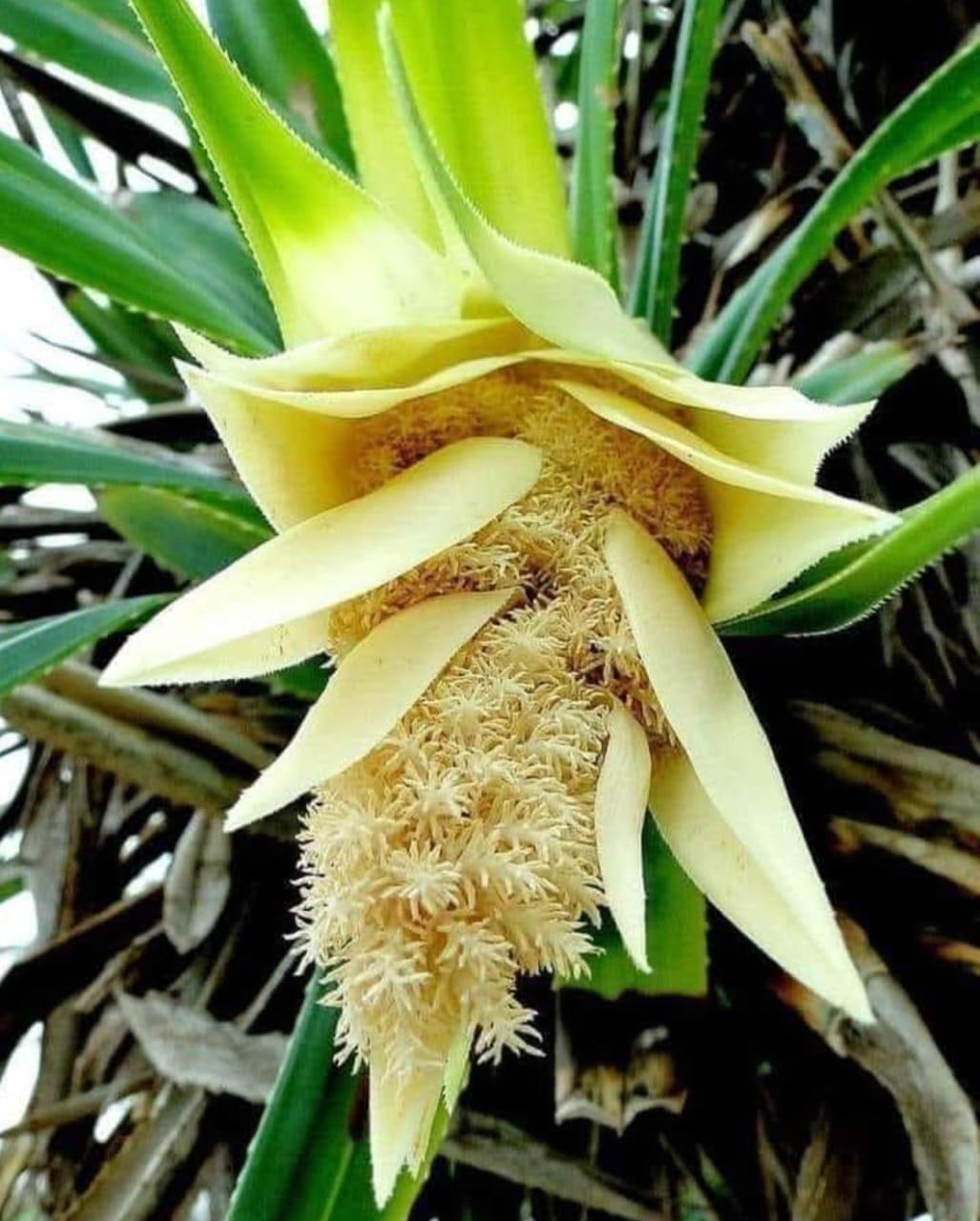 You are currently viewing केतकीपुष्प