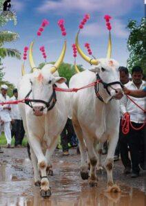 Read more about the article बैल पोळा