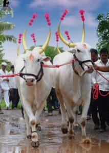 Read more about the article पोळा