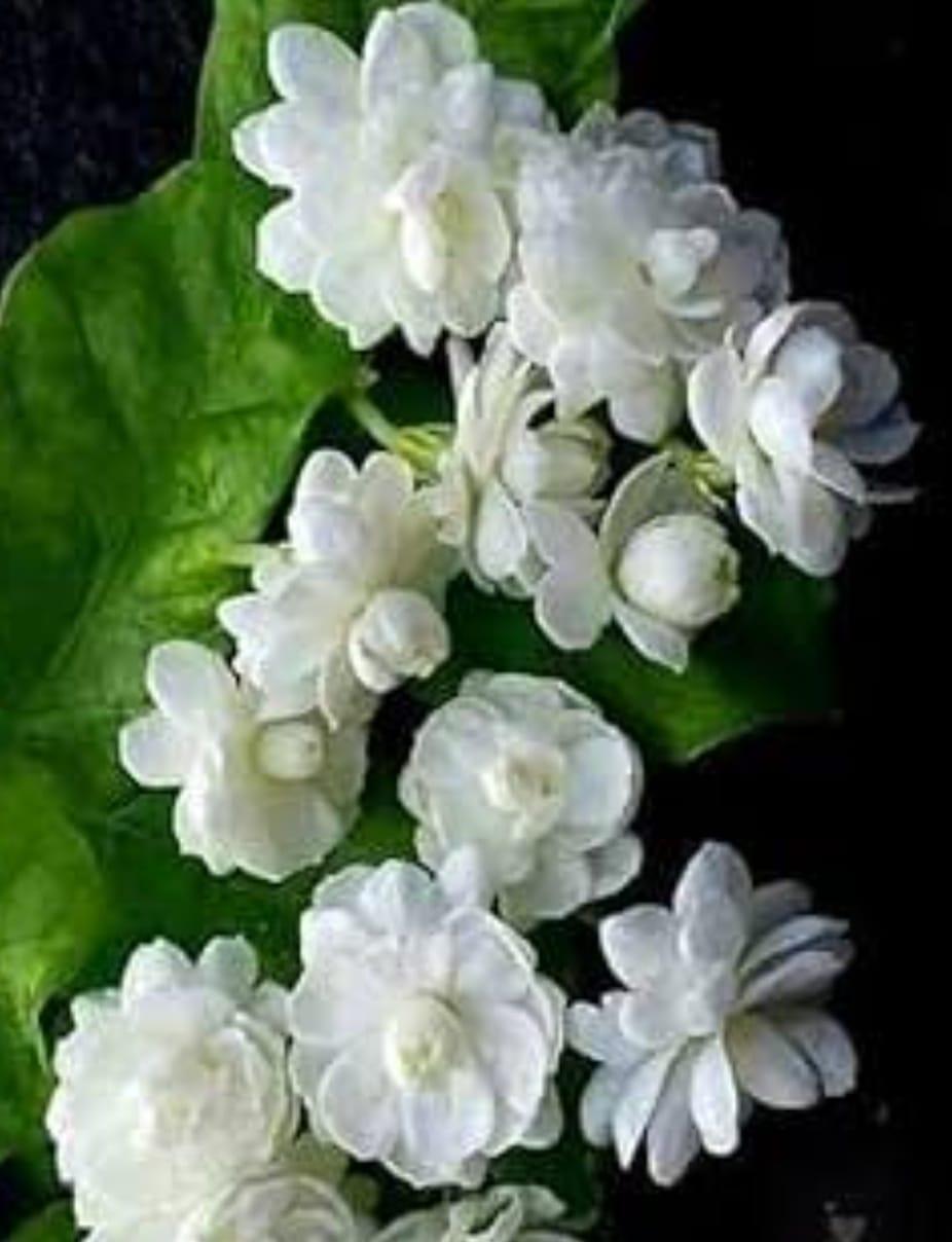 You are currently viewing सुगंधी मोगरा