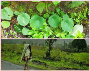 Read more about the article श्रावण म्हणजे निसर्गाच्या