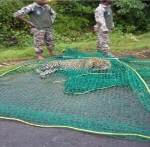 Read more about the article मालगाडीच्या धडकेत बिबट्याचा दुर्दैवी मृत्यू;