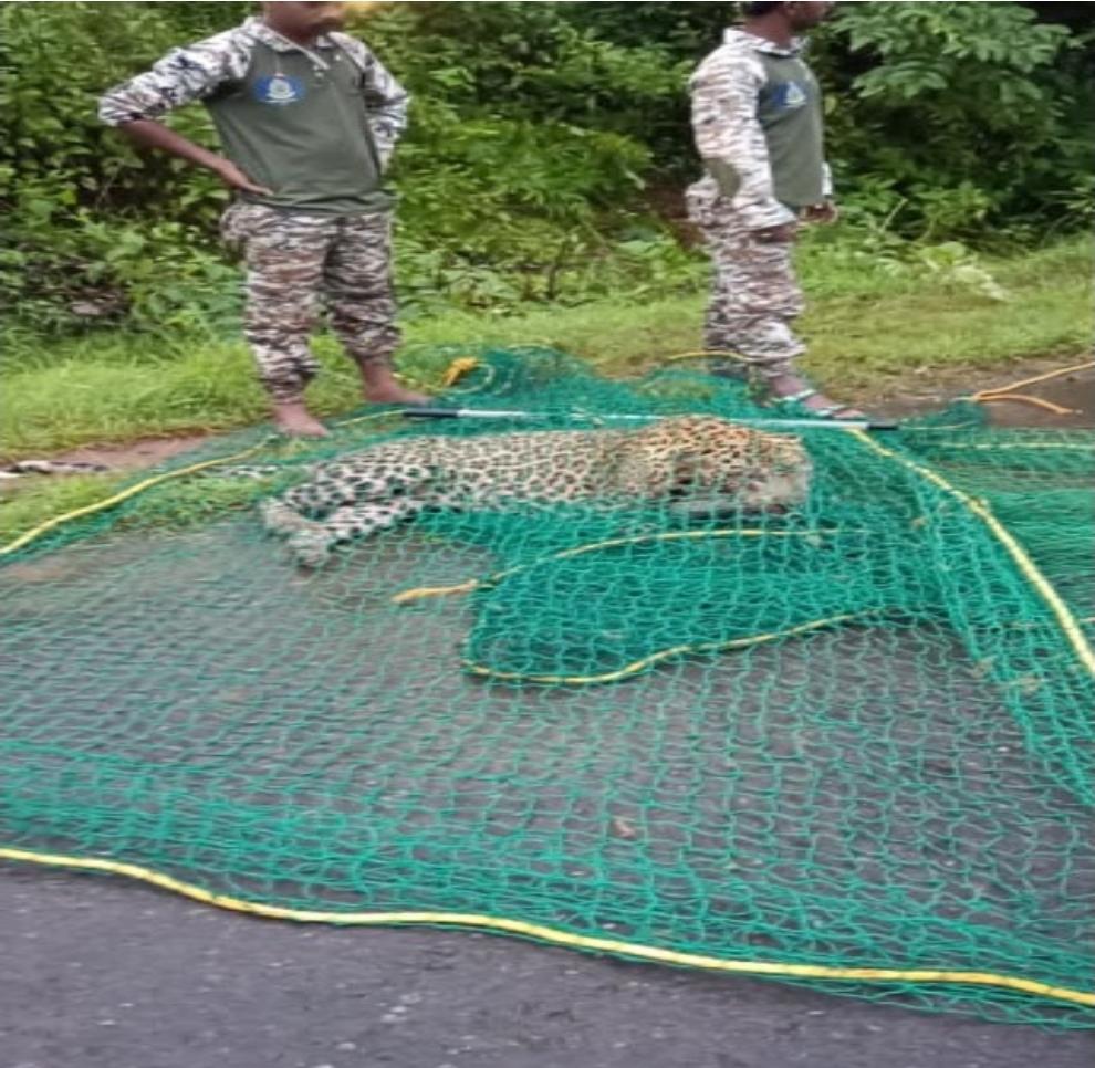 You are currently viewing मालगाडीच्या धडकेत बिबट्याचा दुर्दैवी मृत्यू;