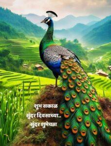 Read more about the article ऐटदार मयुर