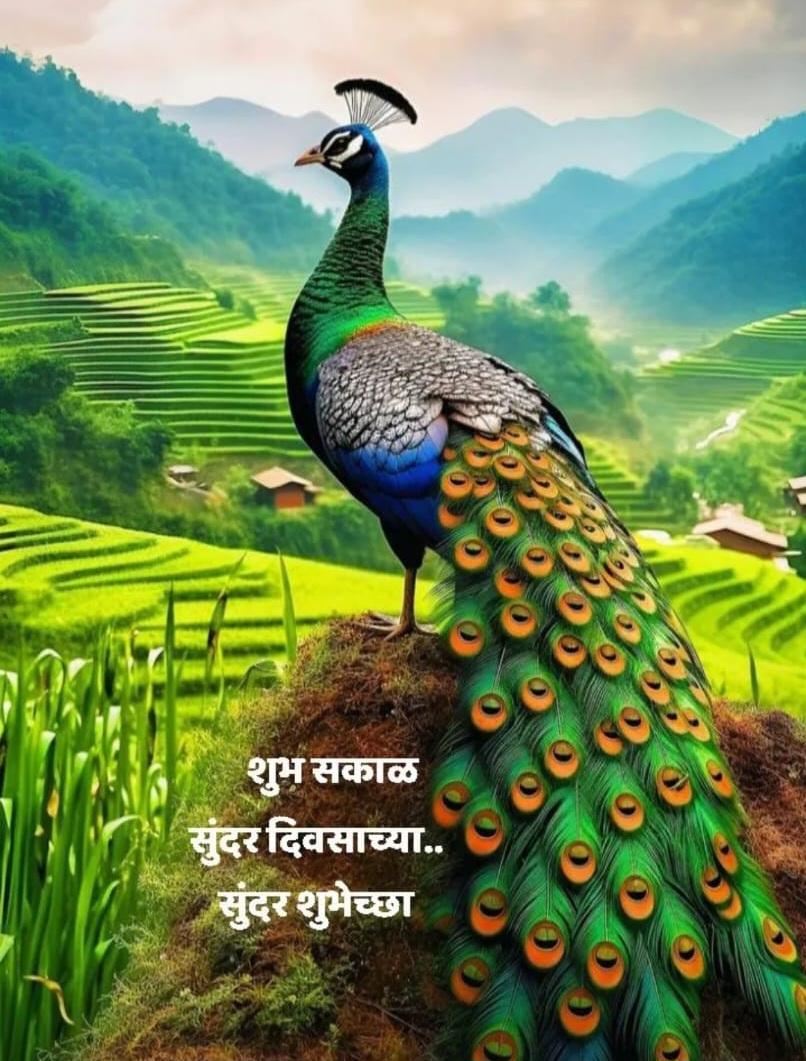 You are currently viewing ऐटदार मयुर