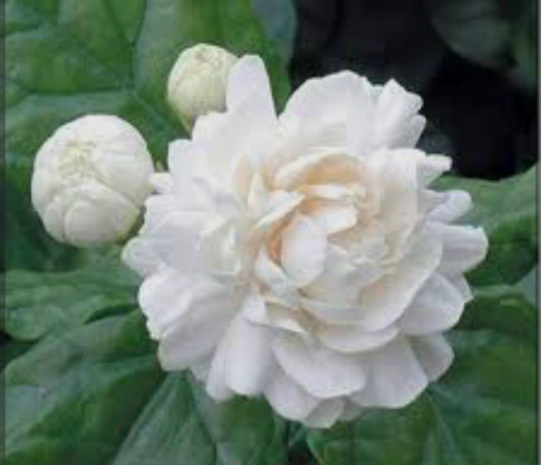 You are currently viewing मोगरा फुलला