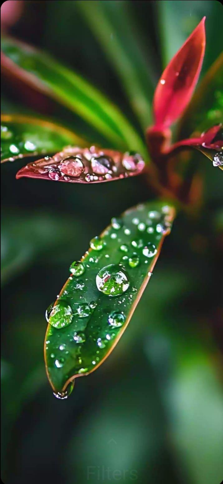 You are currently viewing पाचू कोंदले…