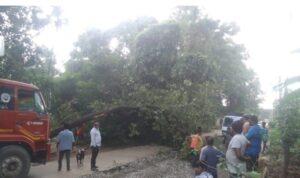 Read more about the article बांदा-वाफोली मार्गावर झाड कोसळले