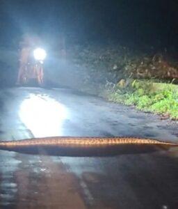 Read more about the article ओटवणे-करमळगाळू रस्त्यावर रात्री अजगराचे दर्शन; नागरिकांमध्ये भीतीचे वातावरण