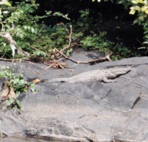 Read more about the article कोलगाव आयटीआय जवळ कांजरकोड ओहाळात मगरीचे दर्शन