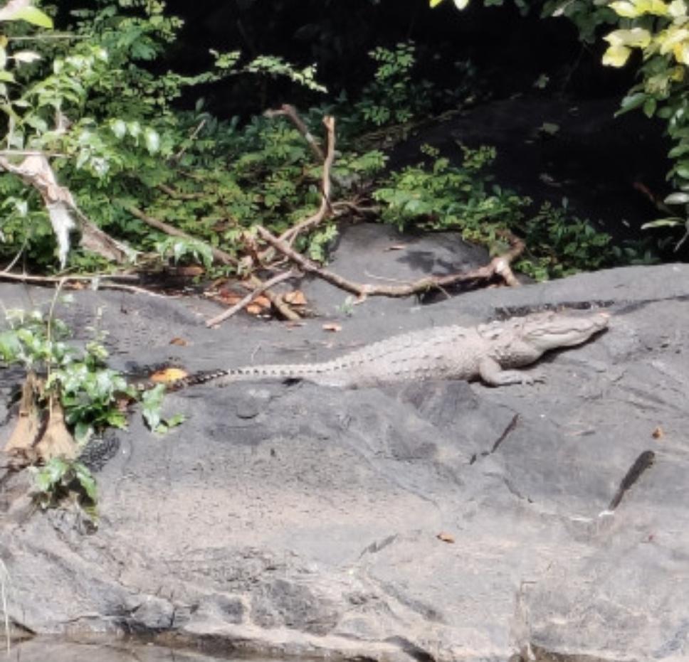 You are currently viewing कोलगाव आयटीआय जवळ कांजरकोड ओहाळात मगरीचे दर्शन