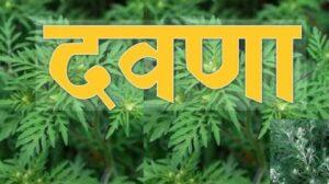 Read more about the article दवणा