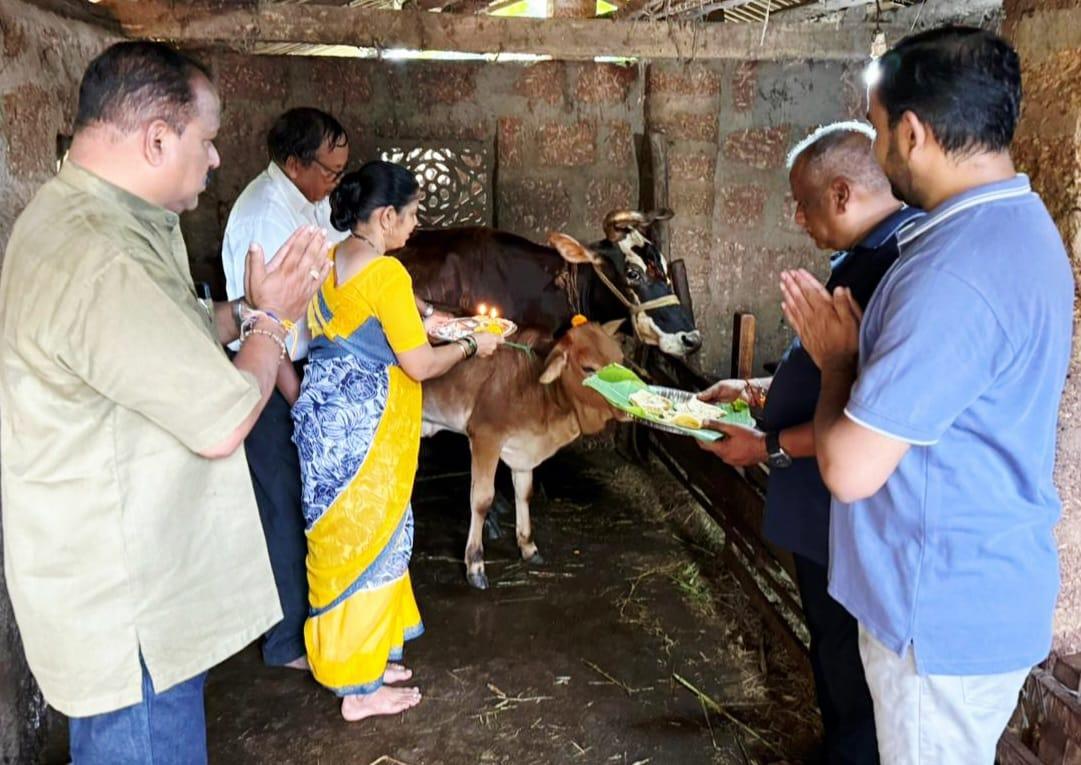 You are currently viewing वेंगुर्लेत वसुबारस सणाच्या निमित्ताने ठिकठिकाणी गोमातेचे पुजन करुन ‌उत्साहात साजरा