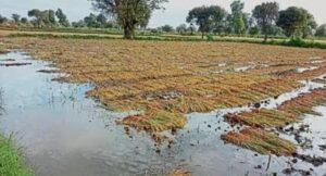 Read more about the article पाव्सात शेती नको