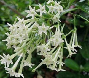 Read more about the article व्यथीत रातराणी