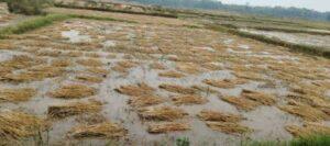 Read more about the article उन्माद