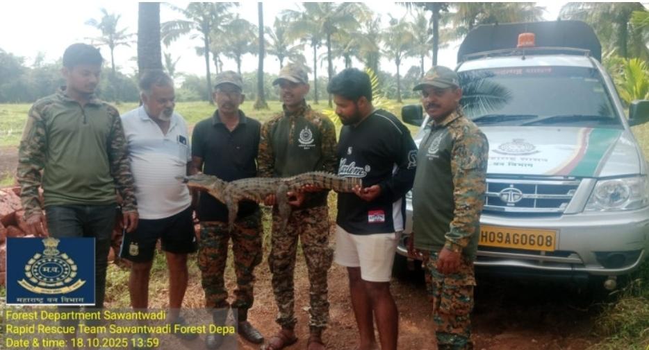 You are currently viewing सोनुर्लीत पाटये कुंभेवाडीत ४ फुटी मगर पकडली