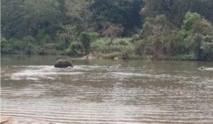 Read more about the article तेरेखोल नदी पार करून ‘ओंकार’ वाफोलीत