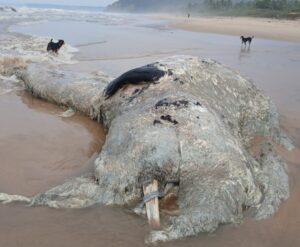 Read more about the article वायंगणी-कांबळीवाडी समुद्रकिनारी भला मोठा व्हेल मासा मृतावस्थेत;