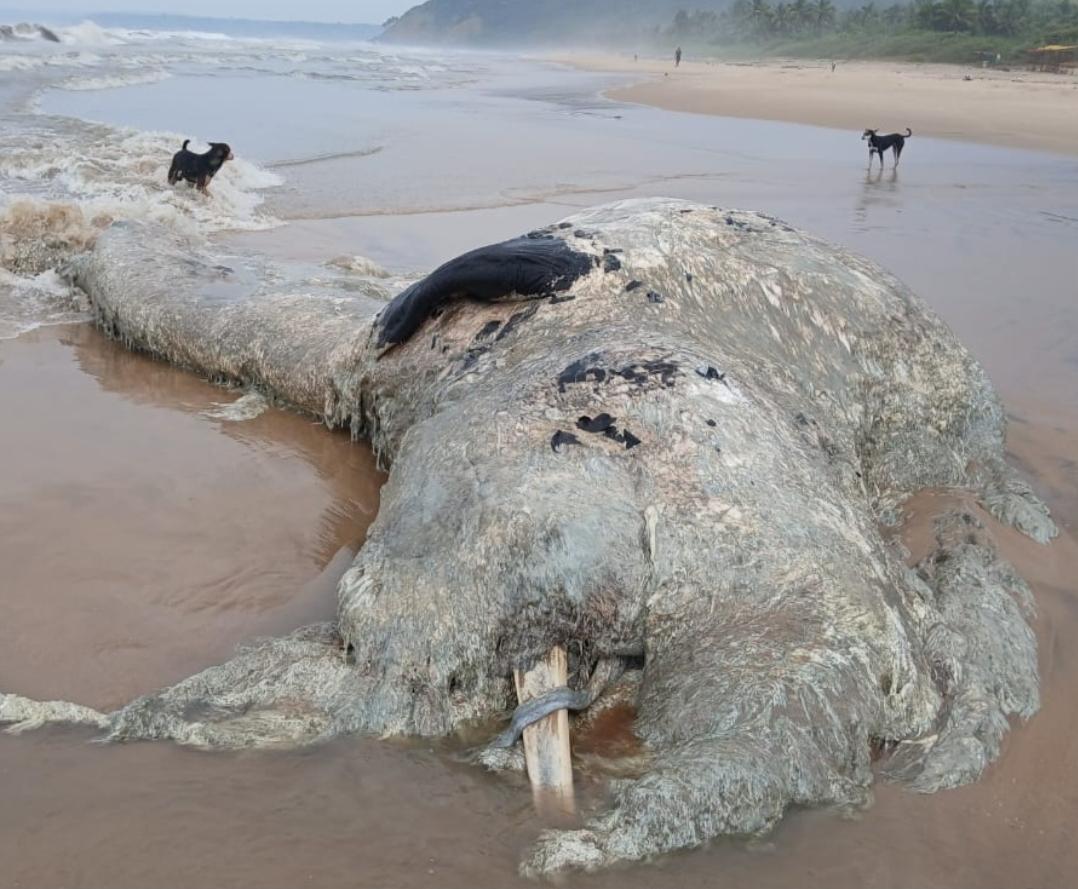 You are currently viewing वायंगणी-कांबळीवाडी समुद्रकिनारी भला मोठा व्हेल मासा मृतावस्थेत;