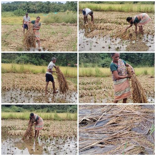 You are currently viewing भात पीक नुकसानीसाठी पंचनामे सुरू