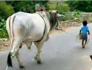 Read more about the article सांभाळायचे आता वळू