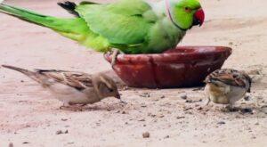 Read more about the article निखळ आनंद