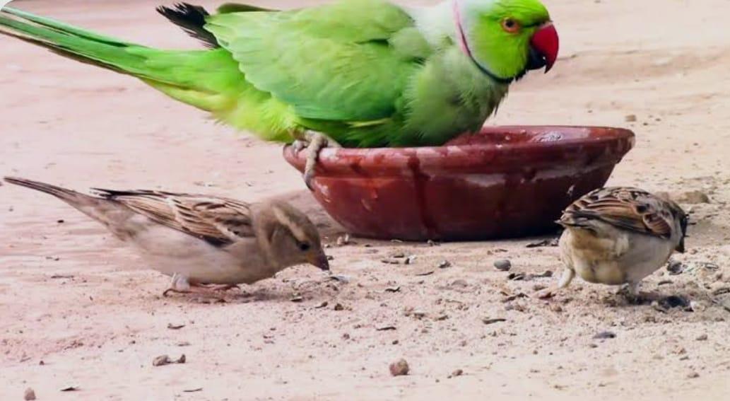 You are currently viewing निखळ आनंद